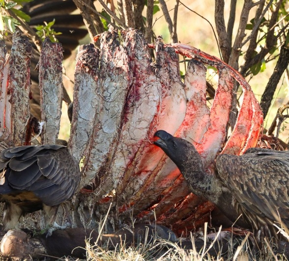Sabi Sabi Jana Du Plessis Vultures On Carcass