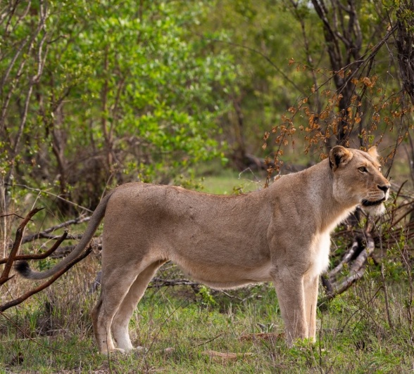 A member of the Kambula pride.