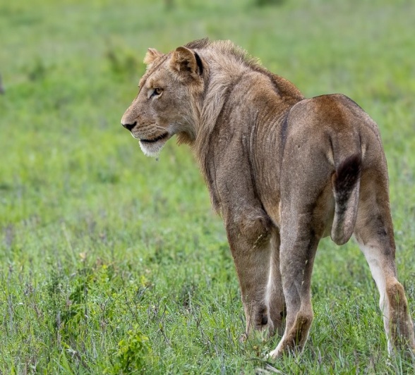 Sabi Sabi Ronald Mutero Msuthlu Lion In Green Grass