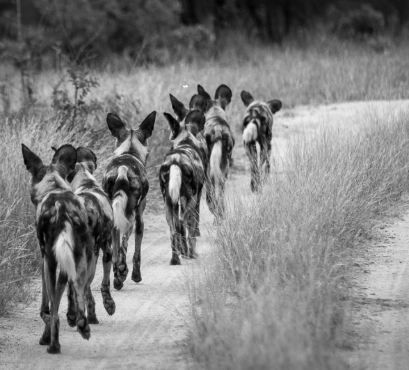A pack of wild dogs walking in a single file on a sand trail