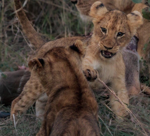 Two young members of the Southern Pride playfight on a rocky ridge in the southern sector of the reserve.