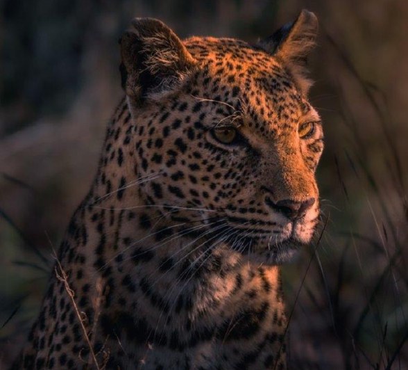 Kigelia, a female leopard, is perfectly lit by the sunlight. 