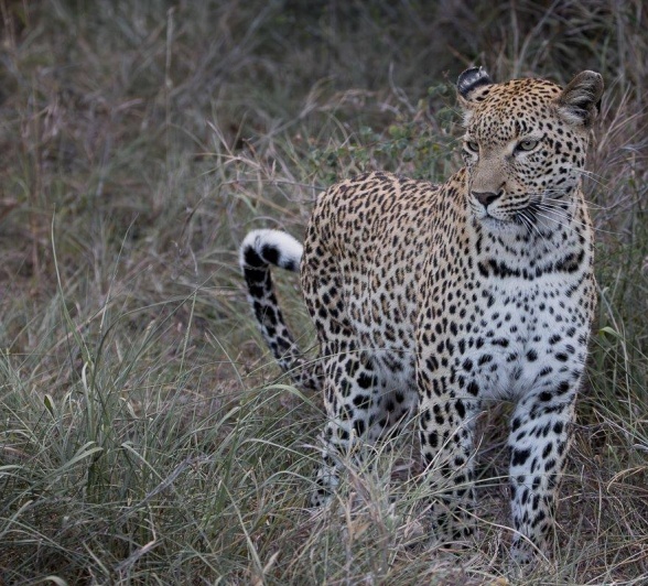JP has got to know this leopard known as Kigelia well and has grown very fond of with her characteristic walk due to an old injury. JP has got to know this leopard known as Kigelia well and has grown very fond of with her characteristic walk due to an old injury.