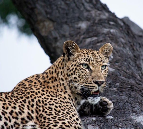 Golonyi, the leopard, stays alert from her perch in the tree. Golonyi, the leopard, stays alert from her perch in the tree.