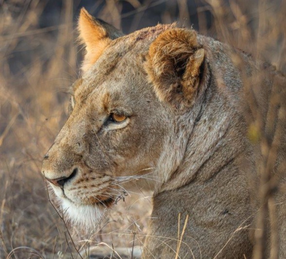 Sabi Sabi Ronald Mutero Styx Sabi Sabi Ronald Mutero Styx