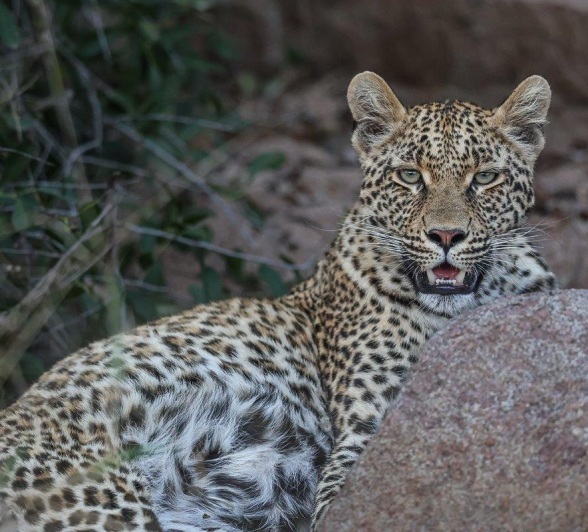 Sabi Sabi Ruan Mey Ntsumi Cub Lurching Behind Rock Sabi Sabi Ruan Mey Ntsumi Cub Lurching Behind Rock