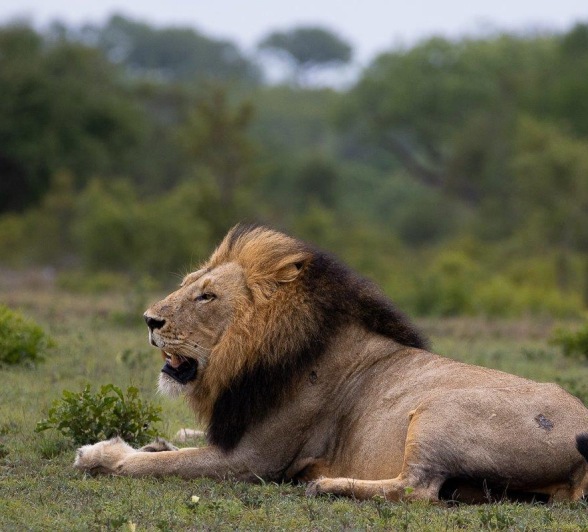 Sabi Sabi Ronald Mutero Gijima Male Lion