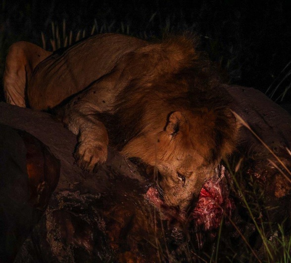Sabi Sabi Ruan Mey Kambula On A Kill At Night