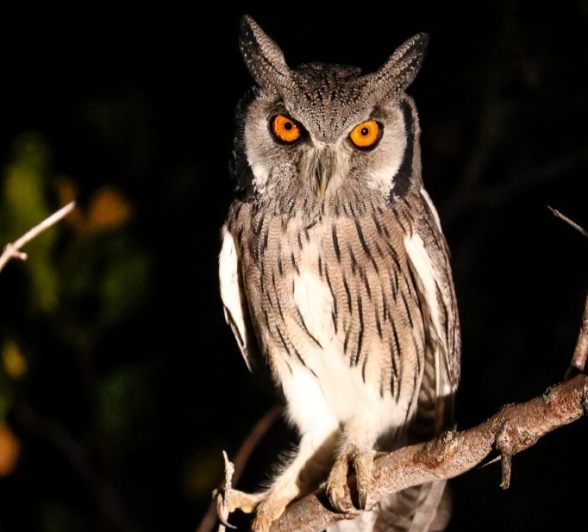 A White-faced owl, spotted on a night drive from Sabi Sabi.