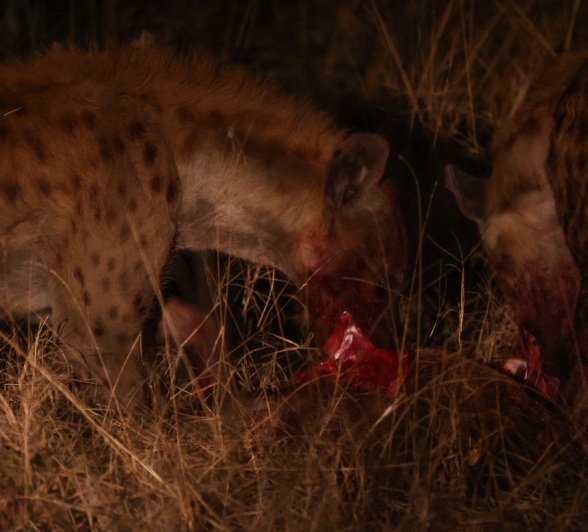 Sabi Sabi Ruan Mey Hyena On Kill