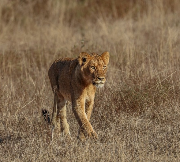 Sabi Sabi Ruan Mey Southern Pride Member Spotted Sabi Sabi Ruan Mey Southern Pride Member Spotted