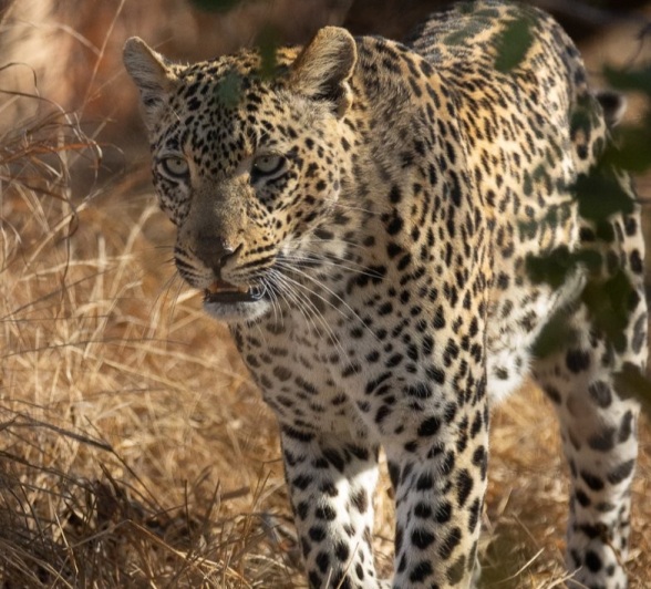 Sabi Sabi Ronald Mutero Tengile Leopard Sabi Sabi Ronald Mutero Tengile Leopard