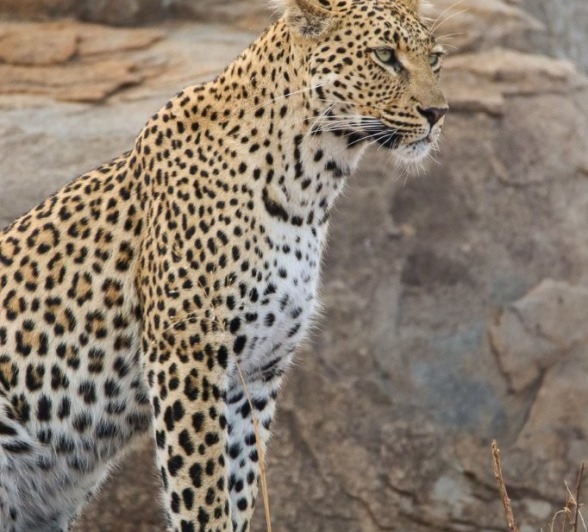 Sabi Sabi Jana Du Plessis Golonyi Leopard Sabi Sabi Jana Du Plessis Golonyi Leopard