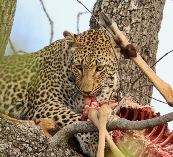 Sabi Sabi Jana Du Plessis Kurhula Leopard With Kill Sabi Sabi Jana Du Plessis Kurhula Leopard With Kill