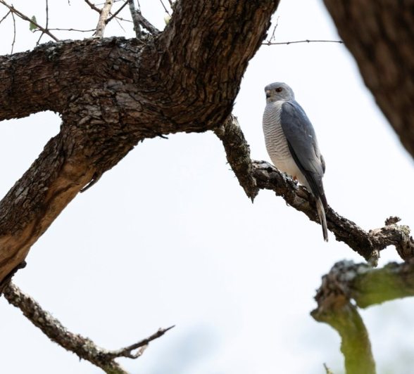 Sabi Sabi Benjamin Loon Shikra In Tree Sabi Sabi Benjamin Loon Shikra In Tree