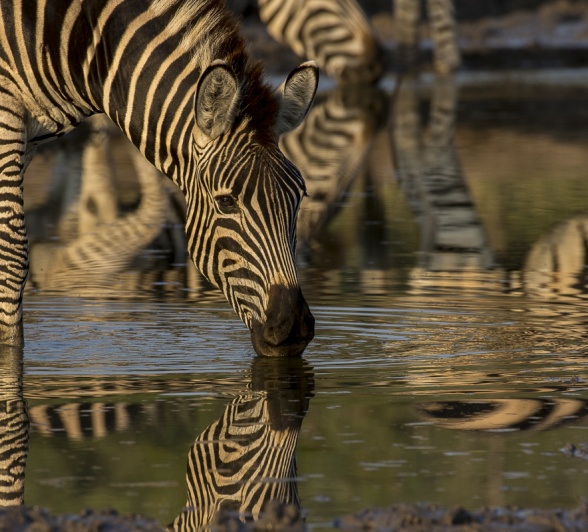 A dazzle of zebras looks extra dazzling reflected in the water in the pan they are drinking from.