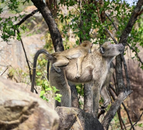 Sabi Sabi Jan Nel Baboon And Baby