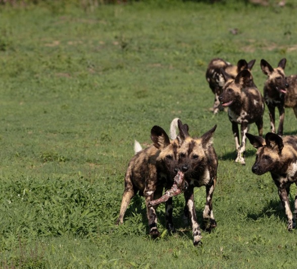 Sabi Sabi Viviane Ladner Wild Dog Puppies