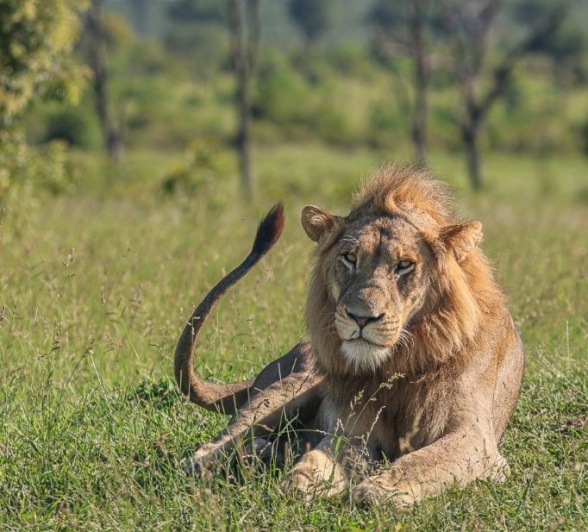 Male lion in veld.