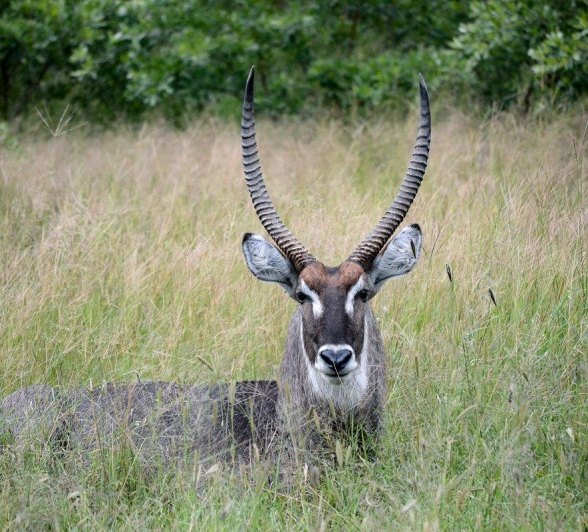 More than the Big 5 | Sabi Sabi