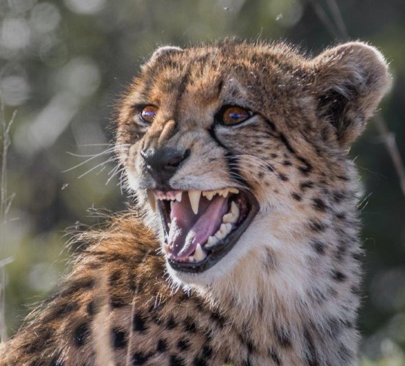 A male cheetah calls out in search of his brother. 