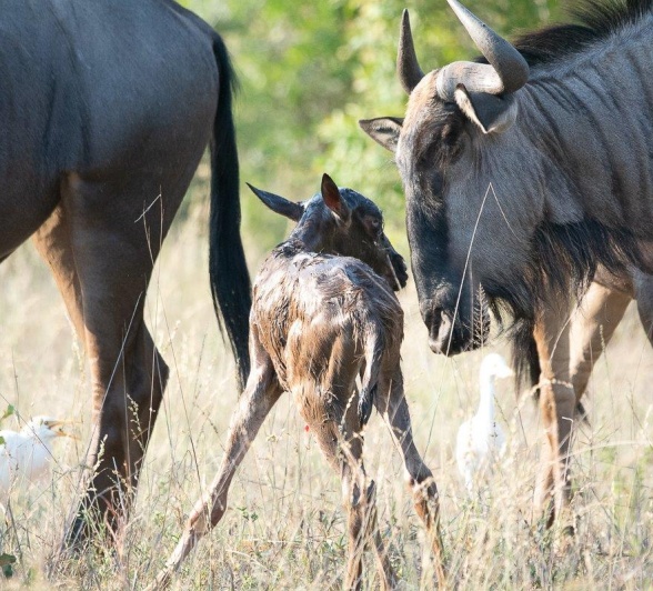 A newborn wildebeest calf meets a member of the herd. A newborn wildebeest calf meets a member of the herd.
