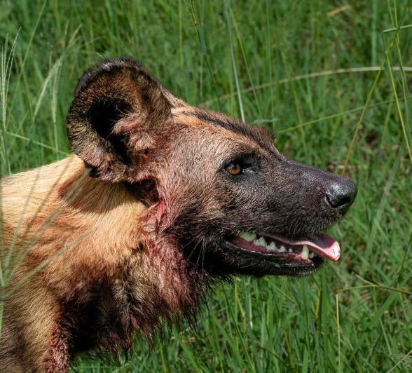 Wild Dog Ronald Mutero Wild Dog Ronald Mutero