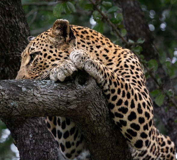Ntsumi rests in a tree. Ntsumi rests in a tree.