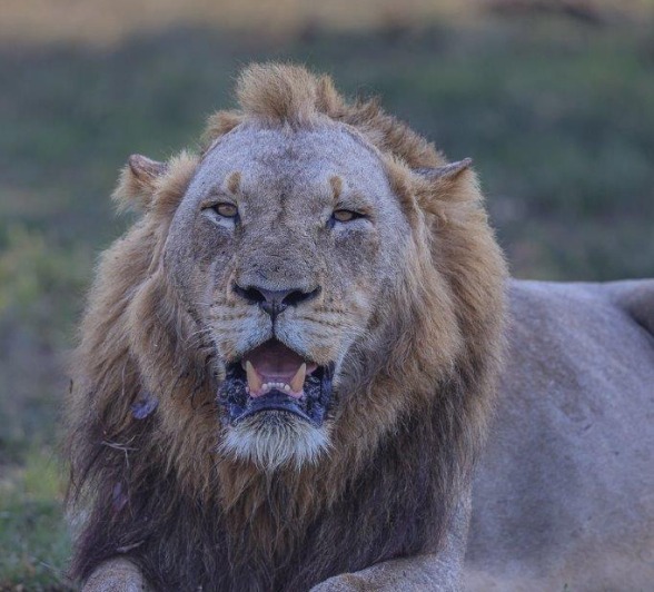 Sabi Sabi Ruan Mey Male Lion Dominant