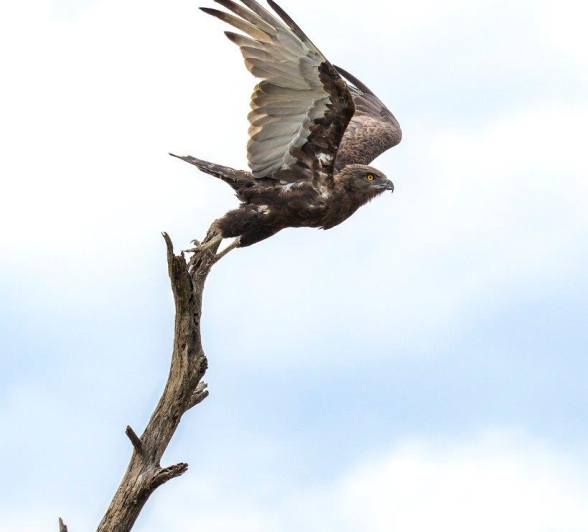 Sabi Sabi Benjamin Loon Brown Snake Eagle Launches