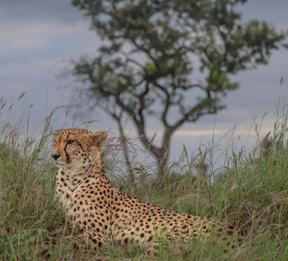 Cheetah scans the encironment. Cheetah scans the encironment.