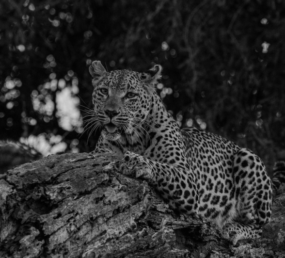Sabi Sabi Ronald Mutero Ntsumi Leopard Sabi Sabi Ronald Mutero Ntsumi Leopard