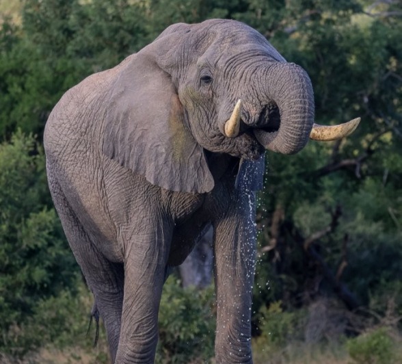Sabi Sabi Ruan Mey Elephant Walking