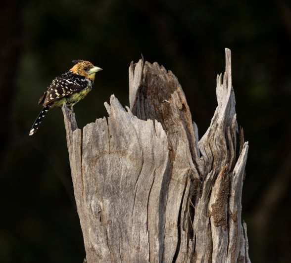 Sabi Sabi Benjamin Loon Crested Barbet Sabi Sabi Benjamin Loon Crested Barbet