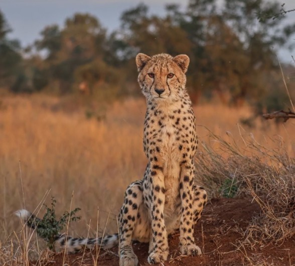 Sabi Sabi Ruan Mey Cheetah Watching Sabi Sabi Ruan Mey Cheetah Watching