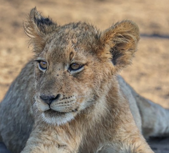 Sabi Sabi Ruan Mey Msuthlu Young Lion Sabi Sabi Ruan Mey Msuthlu Young Lion