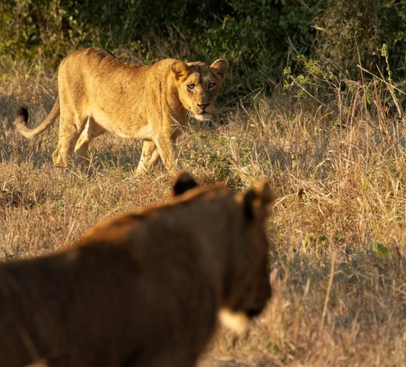 Sabi Sabi Benjamin Loon Msuthlu Pride In Open