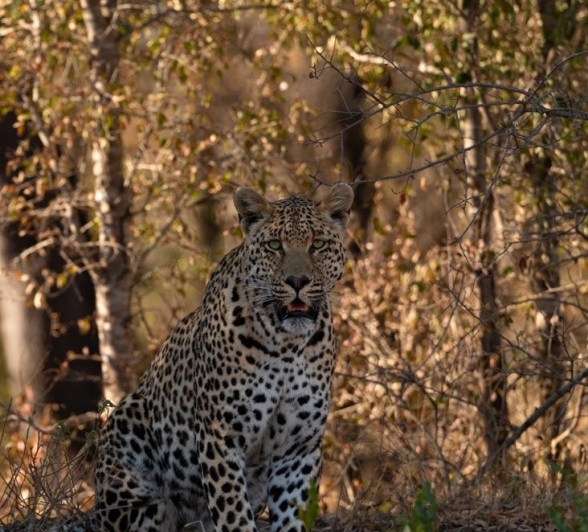 Sabi Sabi Viviane Ladner Nottens Male In Forest Sabi Sabi Viviane Ladner Nottens Male In Forest
