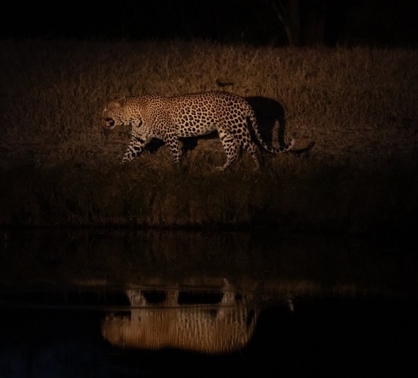 The leopard, Khulwana, spotted at night. The leopard, Khulwana, spotted at night.
