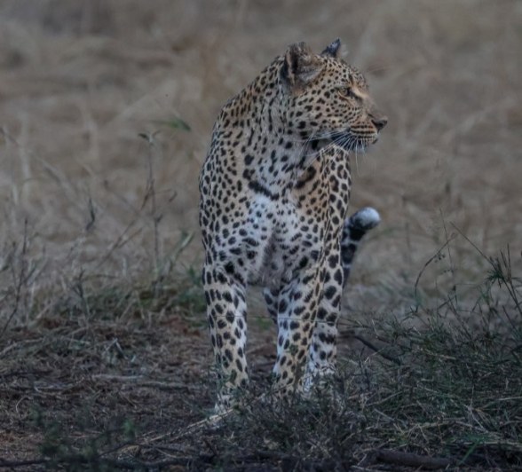 Sabi Sabi Ruan Mey Ntsumi Sabi Sabi Ruan Mey Ntsumi