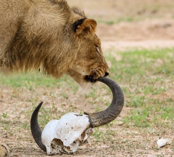 Sabi Sabi Jana Du Plessis Msuthlu Lion With Skull Sabi Sabi Jana Du Plessis Msuthlu Lion With Skull