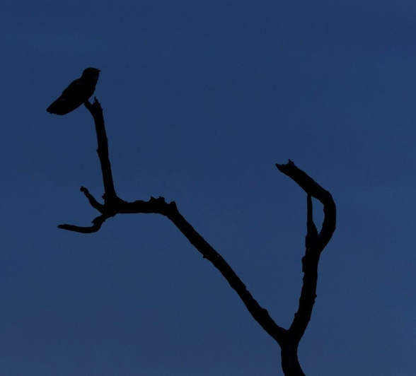 A night jar, silhouetted by the low late-evening light. A night jar, silhouetted by the low late-evening light.
