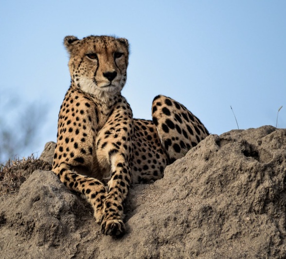 A cheetah sits atop a termite mound in the Sabi Sands.