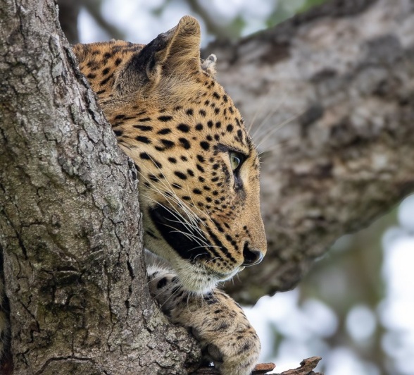 Sabi Sabi Ronald Mutero Golonyi In Tree