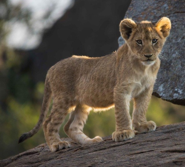 A Southern Pride cub shows off to guests on a big rocky ridge in the southern sector of the reserve.