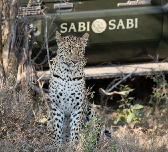 While tracking lions, we came across the leopard, Golonyi, casually walking down the road. While tracking lions, we came across the leopard, Golonyi, casually walking down the road.