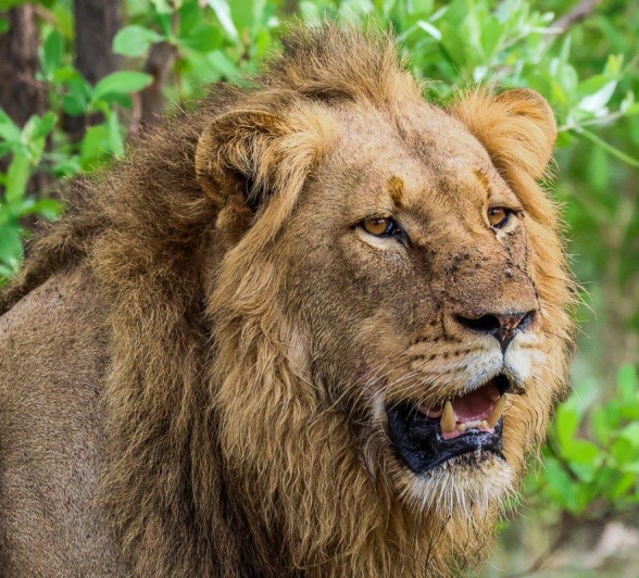 Talamati Lion Ruan Mey Talamati Lion Ruan Mey