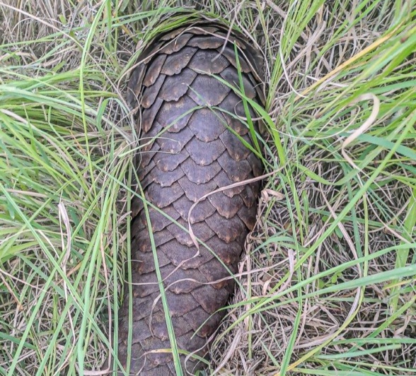Pangolin In Grass Ruan Mey Pangolin In Grass Ruan Mey