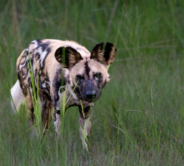 Wild Dogs In Bush Ronald Mutero Wild Dogs In Bush Ronald Mutero