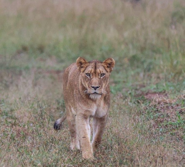 The steadfast gaze of one of the Southern Pride members is both intimidating and inspiring. The steadfast gaze of one of the Southern Pride members is both intimidating and inspiring.